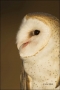 Colorado;Raptors;Barn-Owl;Male;portrait;one-animal;close-up;color-image;nobody;p